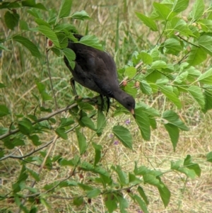 Gallinula tenebrosa at Narrandera, NSW - 19 Nov 2021