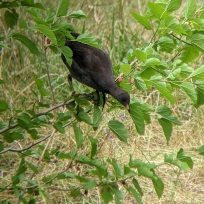 Gallinula tenebrosa (Dusky Moorhen) at Narrandera, NSW - 19 Nov 2021 by Darcy