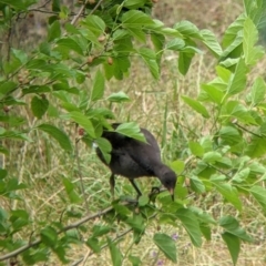 Gallinula tenebrosa at Narrandera, NSW - 19 Nov 2021