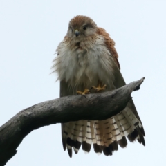 Falco cenchroides (Nankeen Kestrel) at Throsby, ACT - 12 Nov 2021 by jb2602