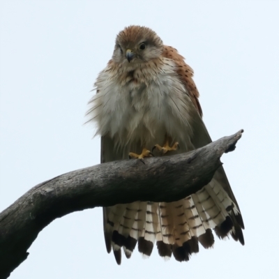 Falco cenchroides (Nankeen Kestrel) at Throsby, ACT - 12 Nov 2021 by jb2602