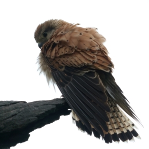 Falco cenchroides at Throsby, ACT - suppressed