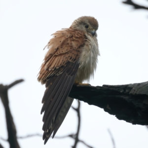 Falco cenchroides at Throsby, ACT - suppressed