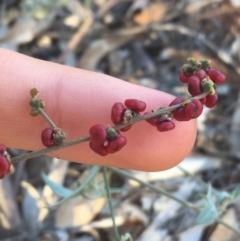 Unidentified Plant at Tibooburra, NSW - 1 Jul 2021 by Ned_Johnston