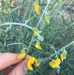 Crotalaria eremaea subsp. eremaea (Bluebush Pea, Loose-flowered Rattlepod) at Tibooburra, NSW - 1 Jul 2021 by NedJohnston