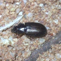 Unidentified Beetle (Coleoptera) at Tibooburra, NSW - 1 Jul 2021 by NedJohnston