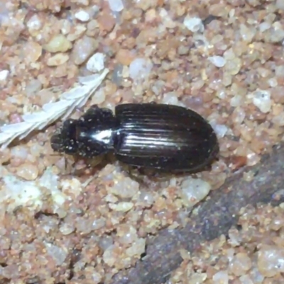 Unidentified Beetle (Coleoptera) at Tibooburra, NSW - 1 Jul 2021 by NedJohnston