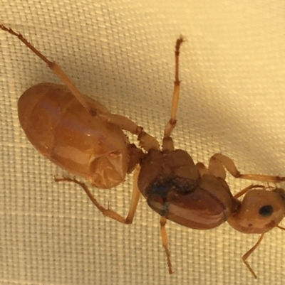 Camponotus sp. (genus) (A sugar ant) at Tibooburra, NSW - 3 Jul 2021 by NedJohnston