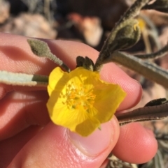 Unidentified Plant at Tibooburra, NSW - 3 Jul 2021 by NedJohnston