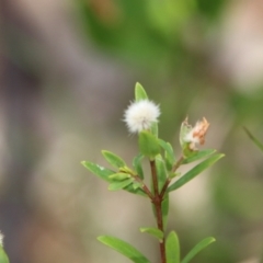 Pimelea linifolia at Moruya, NSW - suppressed