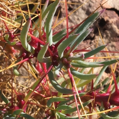 Sclerolaena tricuspis (Giant Redburr) at Tibooburra, NSW - 3 Jul 2021 by NedJohnston