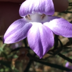 Eremophila sturtii at Tibooburra, NSW - 3 Jul 2021 by Ned_Johnston