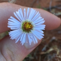 Brachyscome sp. at Tibooburra, NSW - 3 Jul 2021 by NedJohnston