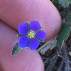 Erodium carolinianum  at Tibooburra, NSW - 3 Jul 2021 by Ned_Johnston