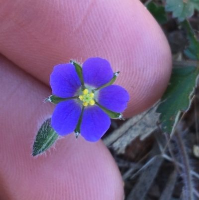 Erodium carolinianum  at Tibooburra, NSW - 3 Jul 2021 by Ned_Johnston