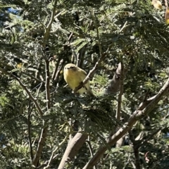 Acanthiza nana (Yellow Thornbill) at Murrumbateman, NSW - 17 Nov 2021 by SimoneC