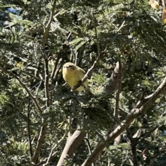 Acanthiza nana (Yellow Thornbill) at Murrumbateman, NSW - 18 Nov 2021 by SimoneC