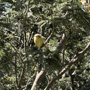 Acanthiza nana at Murrumbateman, NSW - 18 Nov 2021