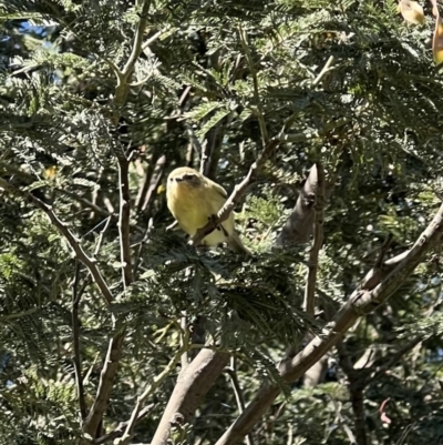 Acanthiza nana (Yellow Thornbill) at Murrumbateman, NSW - 17 Nov 2021 by SimoneC