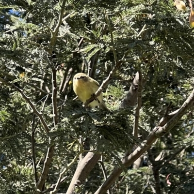 Acanthiza nana (Yellow Thornbill) at Murrumbateman, NSW - 18 Nov 2021 by SimoneC