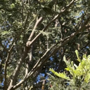 Acanthiza nana at Murrumbateman, NSW - 18 Nov 2021