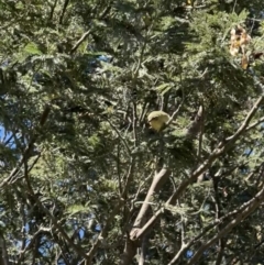 Acanthiza nana at Murrumbateman, NSW - 18 Nov 2021