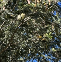 Acanthiza nana at Murrumbateman, NSW - 18 Nov 2021