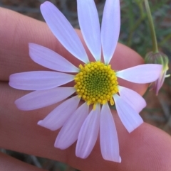 Unidentified Daisy at Tibooburra, NSW - 3 Jul 2021 by NedJohnston