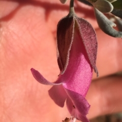 Eremophila latrobei (Crimson Turkey Bush) at Tibooburra, NSW - 3 Jul 2021 by Ned_Johnston