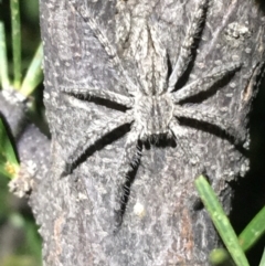 Unidentified Spider (Araneae) at Tibooburra, NSW - 3 Jul 2021 by NedJohnston