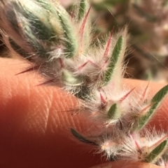 Sclerolaena lanicuspis (Copper Burr) at Tibooburra, NSW - 3 Jul 2021 by Ned_Johnston