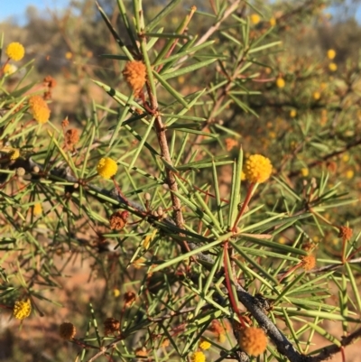 Acacia tetragonophylla (Dead Finish, Kurara) at Tibooburra, NSW - 4 Jul 2021 by NedJohnston