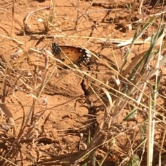 Danaus petilia (Lesser wanderer) at Tibooburra, NSW - 4 Jul 2021 by NedJohnston