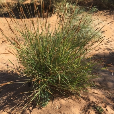 Unidentified Plant at Tibooburra, NSW - 4 Jul 2021 by Ned_Johnston