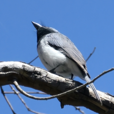 Myiagra rubecula (Leaden Flycatcher) at West Stromlo - 15 Nov 2021 by jb2602