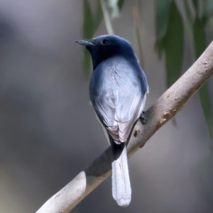 Myiagra rubecula at Stromlo, ACT - 16 Nov 2021