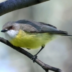 Gerygone olivacea (White-throated Gerygone) at West Stromlo - 16 Nov 2021 by jb2602