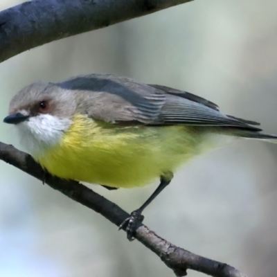 Gerygone olivacea (White-throated Gerygone) at West Stromlo - 15 Nov 2021 by jb2602