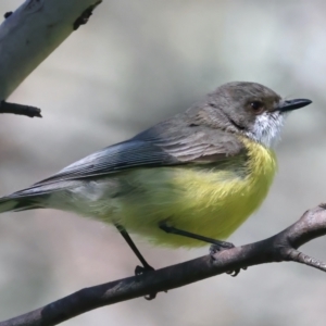 Gerygone olivacea at Stromlo, ACT - 16 Nov 2021 08:58 AM