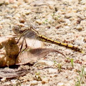 Orthetrum caledonicum at Tennent, ACT - 18 Nov 2021 01:31 PM