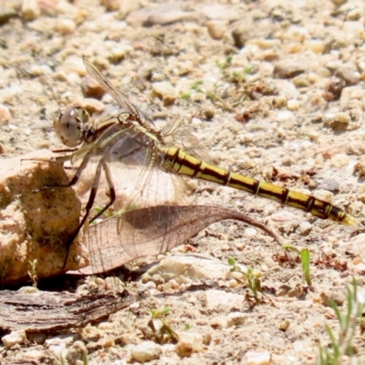 Orthetrum caledonicum (Blue Skimmer) at Tennent, ACT - 18 Nov 2021 by RodDeb