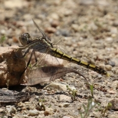 Orthetrum caledonicum at Tennent, ACT - 18 Nov 2021 01:31 PM