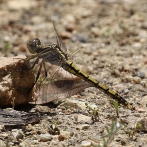 Orthetrum caledonicum at Tennent, ACT - 18 Nov 2021 01:31 PM