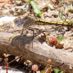 Orthetrum caledonicum at Tennent, ACT - 18 Nov 2021