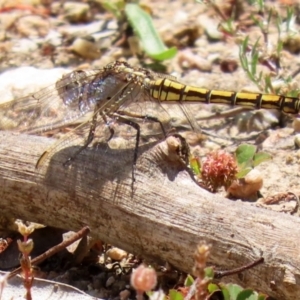 Orthetrum caledonicum at Tennent, ACT - 18 Nov 2021 01:31 PM