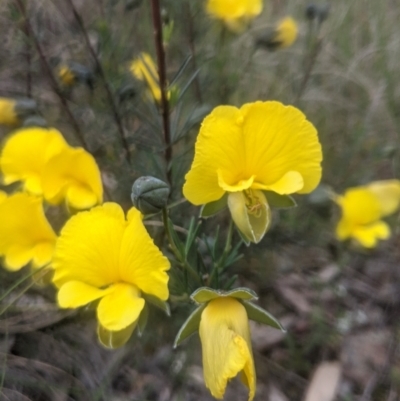 Gompholobium huegelii (Pale Wedge Pea) at Lake George, NSW - 19 Nov 2021 by MPennay