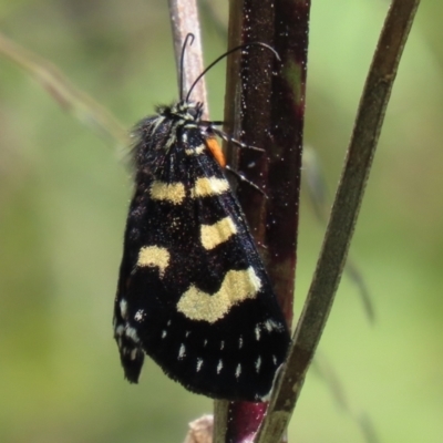 Phalaenoides tristifica (Willow-herb Day-moth) at Tennent, ACT - 18 Nov 2021 by RodDeb