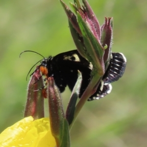 Phalaenoides tristifica at Tennent, ACT - 18 Nov 2021