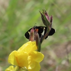 Phalaenoides tristifica at Tennent, ACT - 18 Nov 2021