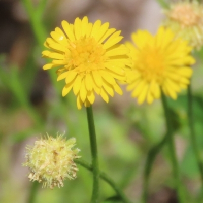 Calotis lappulacea (Yellow Burr Daisy) at Tennent, ACT - 18 Nov 2021 by RodDeb